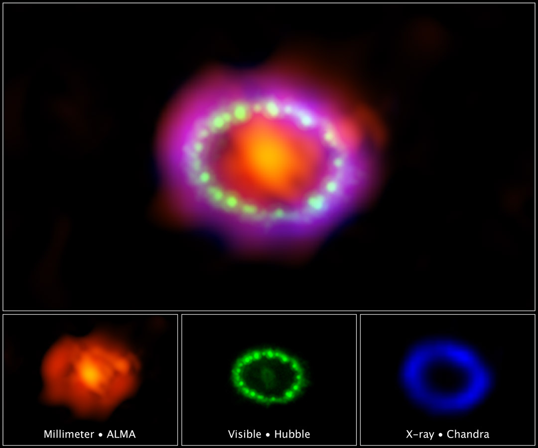 Astronomers combined observations from three different observatories to produce this colorful, multiwavelength image of the intricate remains of Supernova 1987A. The red color shows newly formed dust in the center of the supernova remnant, taken at submillimeter wavelengths by the Atacama Large Millimeter/submillimeter Array (ALMA) telescope in Chile. The green and blue hues reveal where the expanding shock wave from the exploded star is colliding with a ring of material around the supernova. The green represents the glow of visible light, captured by NASA&#039;s Hubble Space Telescope. The blue color reveals the hottest gas and is based on data from NASA&#039;s Chandra X-ray Observatory. The ring was initially made to glow by the flash of light from the original explosion. Over subsequent years the ring material has brightened considerably as the explosion&#039;s shock wave slams in it. Supernova 1987A resides 163,000 light-years away in the Large Magellanic Cloud, where a firestorm of star birth is taking place. The ALMA, Hubble, and Chandra images at the bottom of the graphic were used to make up the multiwavelength view.