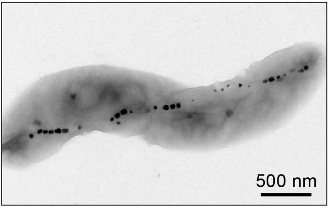 electron microscope image of a bacterium containing magnetic particles