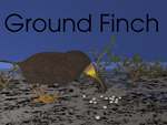 Ground Finch