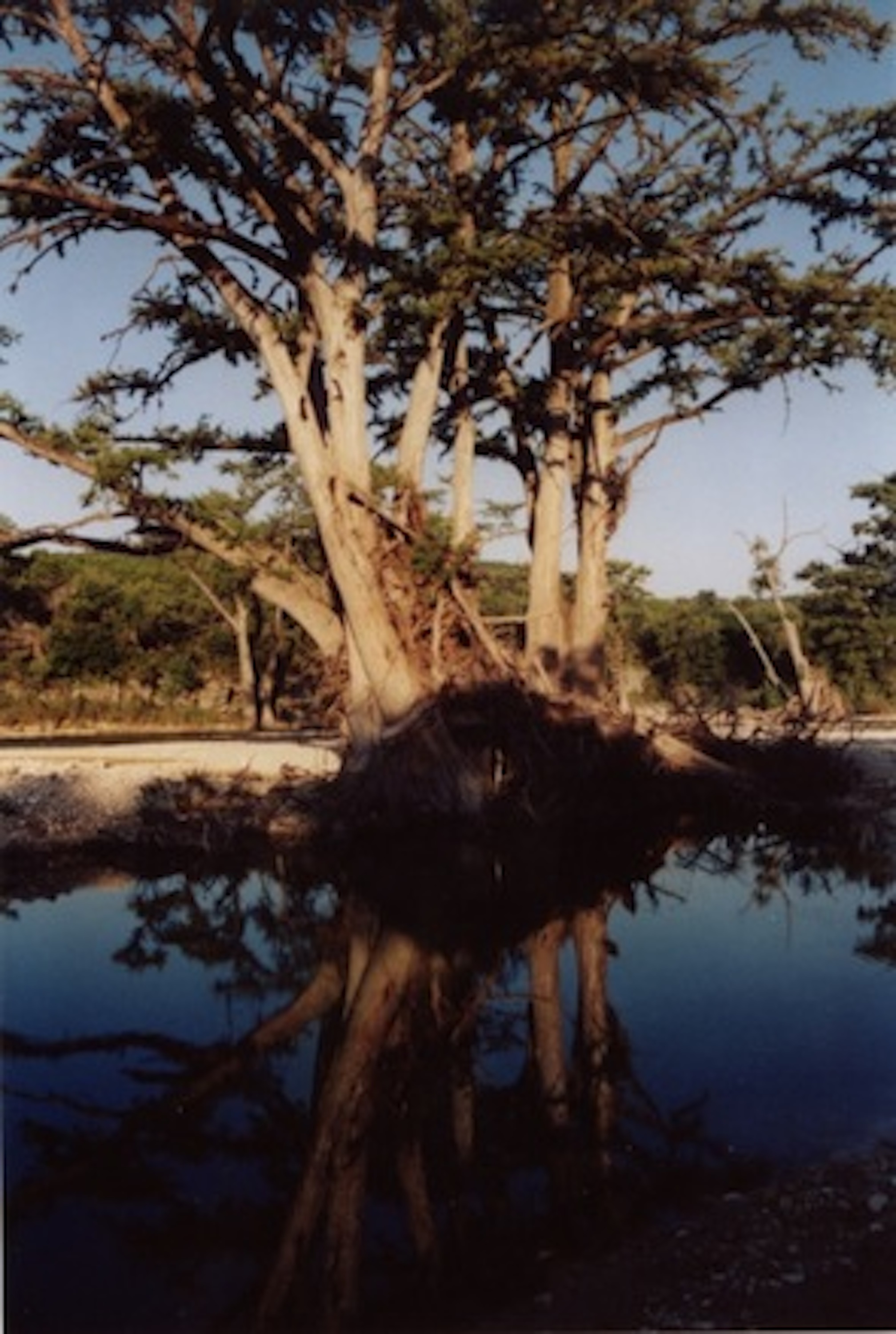 reflected_tree